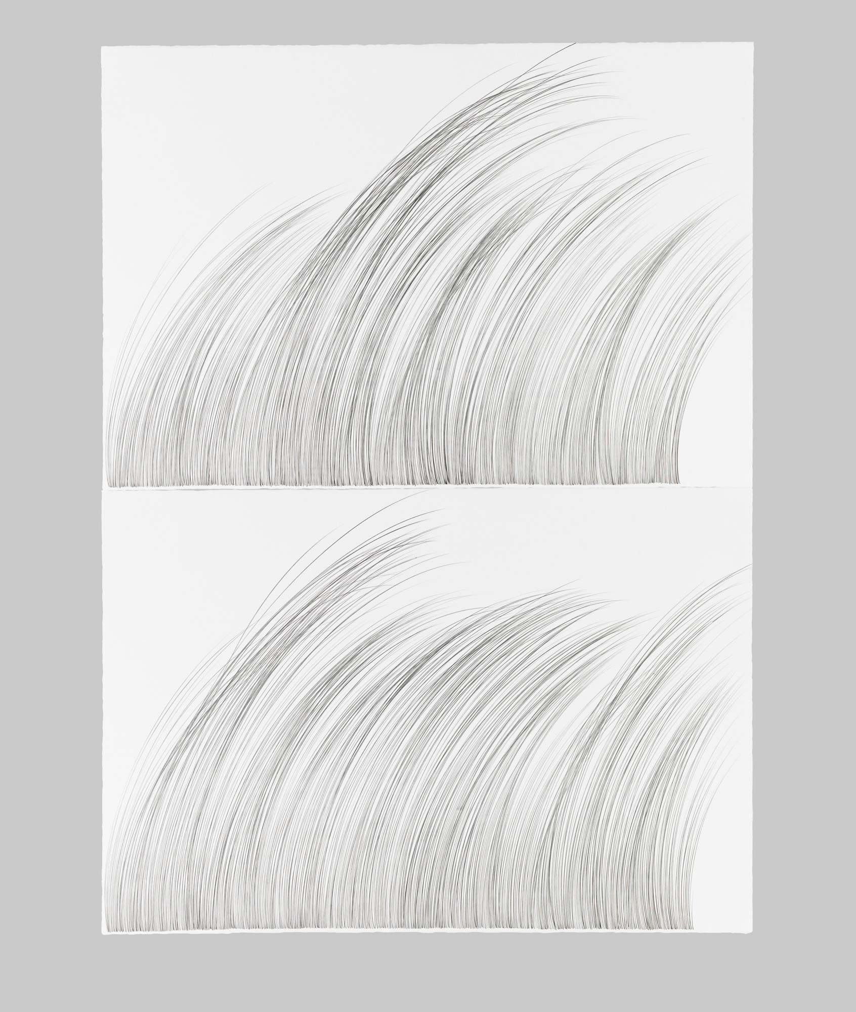 Large Grass   Graphite on cotton paper, 60 x 44 inches, diptych, 2015